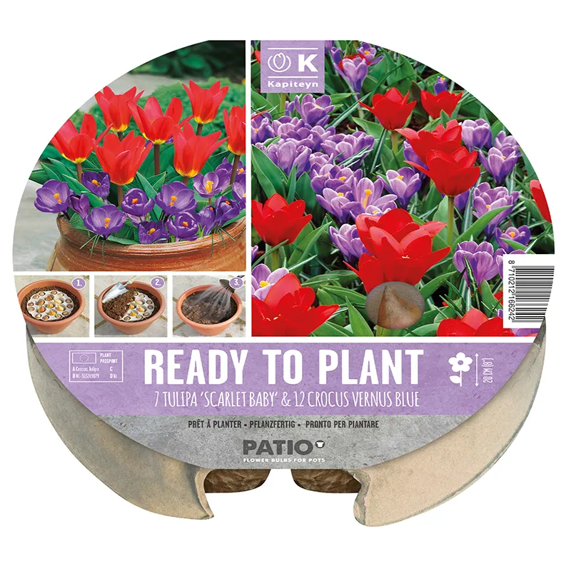 Kapiteyn Plant-O-Mat Tray Tulip & Crocus