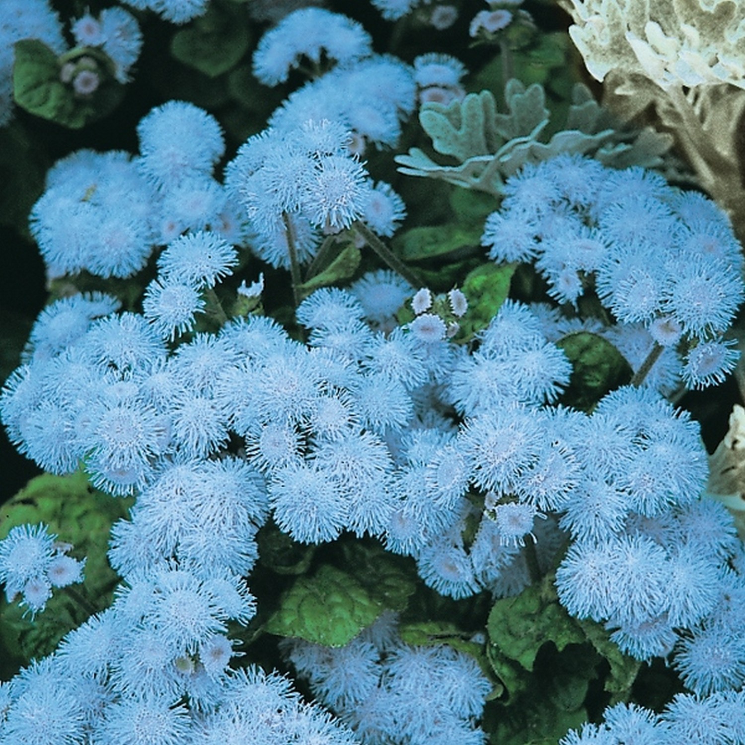 Синий цветок шариком. Агератум Хоустона (Ageratum houstonianum). Агератум Хоустона синий. Агератум голубая норка. Агератум Блу Болл.