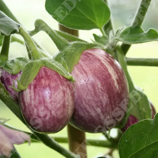 Kings Aubergine Pinstripe Seeds