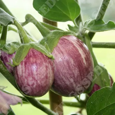 Kings Aubergine Pinstripe Seeds