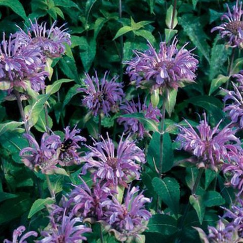 Kings Bergamot Mixed Seeds