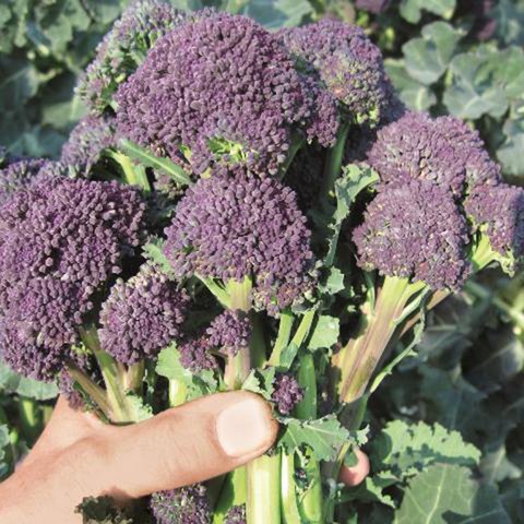 Kings Broccoli Purple Sprouting Santee Seeds