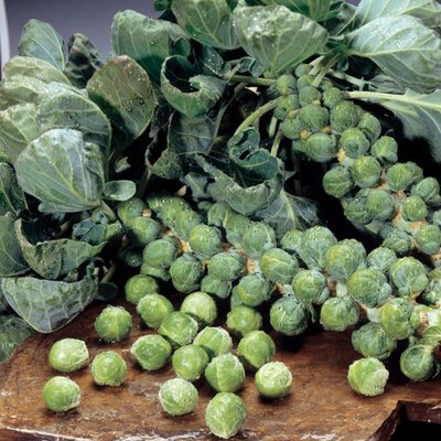 Kings Brussels Sprout Maximus F1 Rhs Agm Seeds