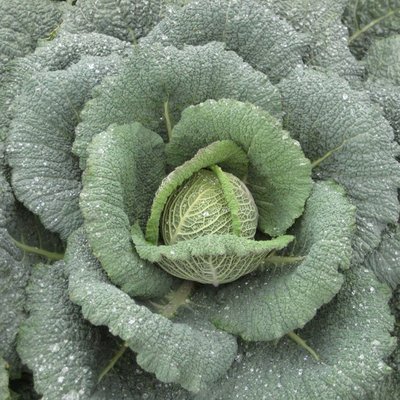 Kings Cabbage Savoy Wintessa F1 Seeds