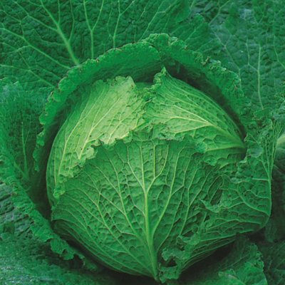 Kings Cabbage Tundra F1 Rhs Agm Seeds