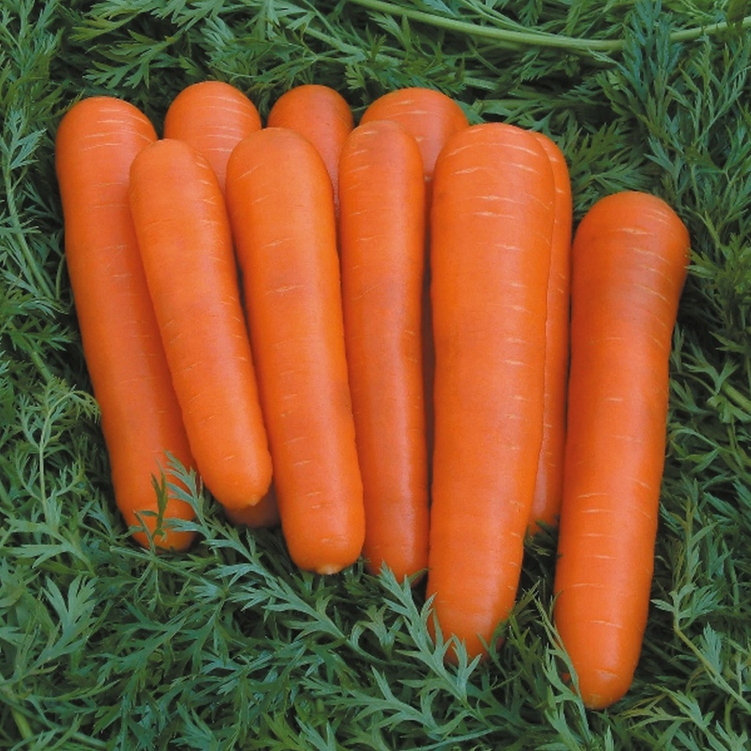 Kings Carrot Attillo F1 Seeds - Groves Nurseries & Garden Centre