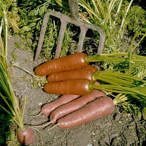 Kings Carrot Resistafly Seeds