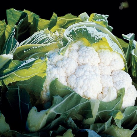 Kings Cauliflower Aviron F1 Seeds