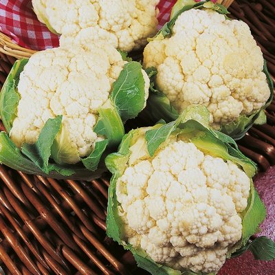 Kings Cauliflower Igloo Seeds