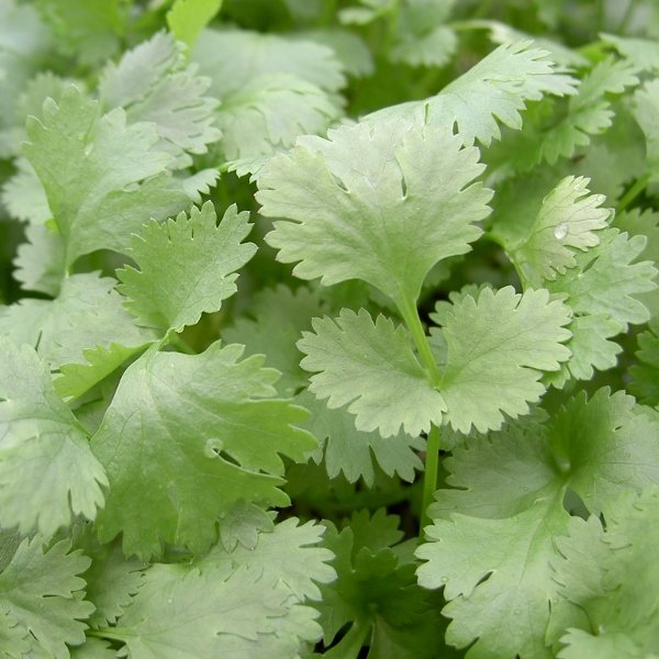 Kings Coriander Leisure Leafy Seeds