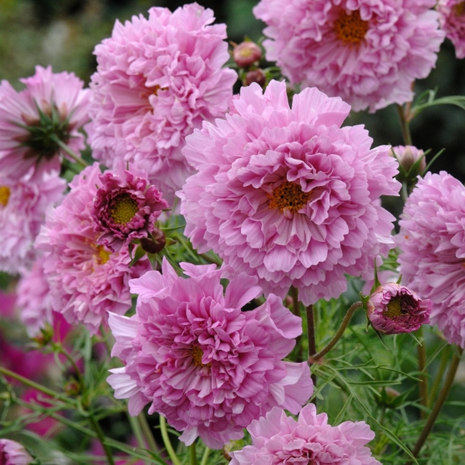 Cosmos Rose Bon Bon - Groves Nurseries & Garden Centre