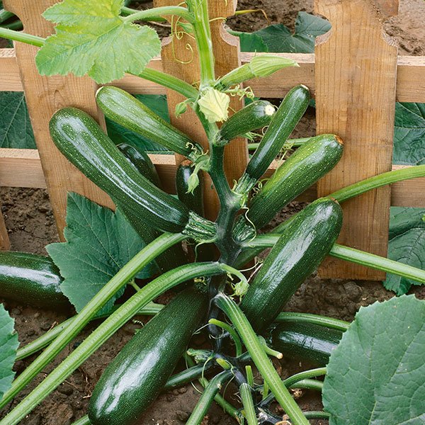 Kings Courgette Black Forest F1 Seeds