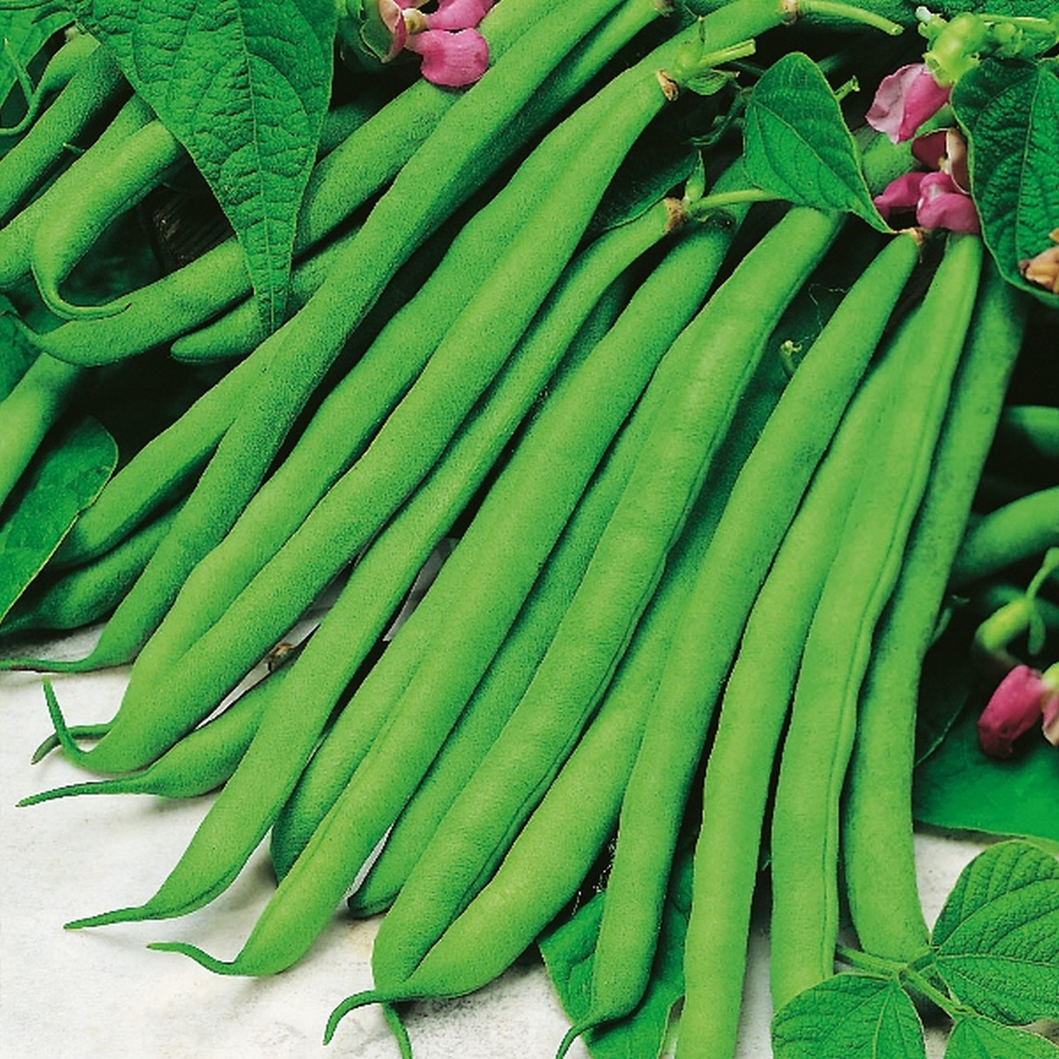 Kings Dwarf French Beans Tendergreen Seeds Groves Nurseries And Garden