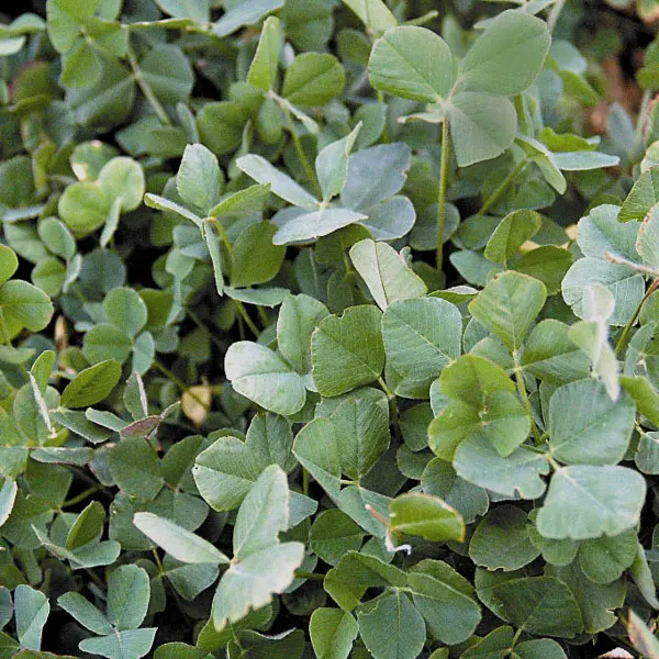 Kings Green Manure Trefoil Seeds