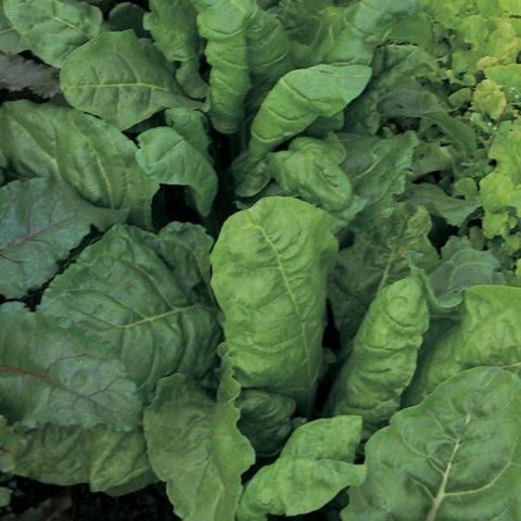 Kings Leaf Beet Perpetual Spinach Rhs Agm Seeds