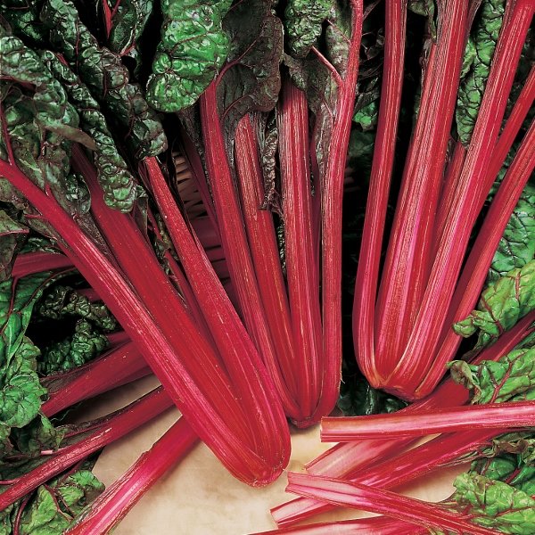 Kings Leaf Beet Rhubarb Chard RHS AGM Seeds