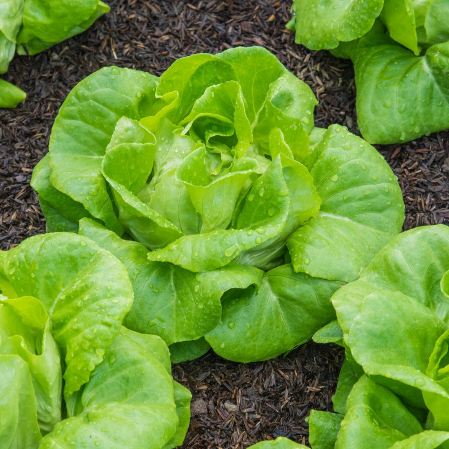 Kings Lettuce All Year Round Seeds Groves Nurseries And Garden Centre