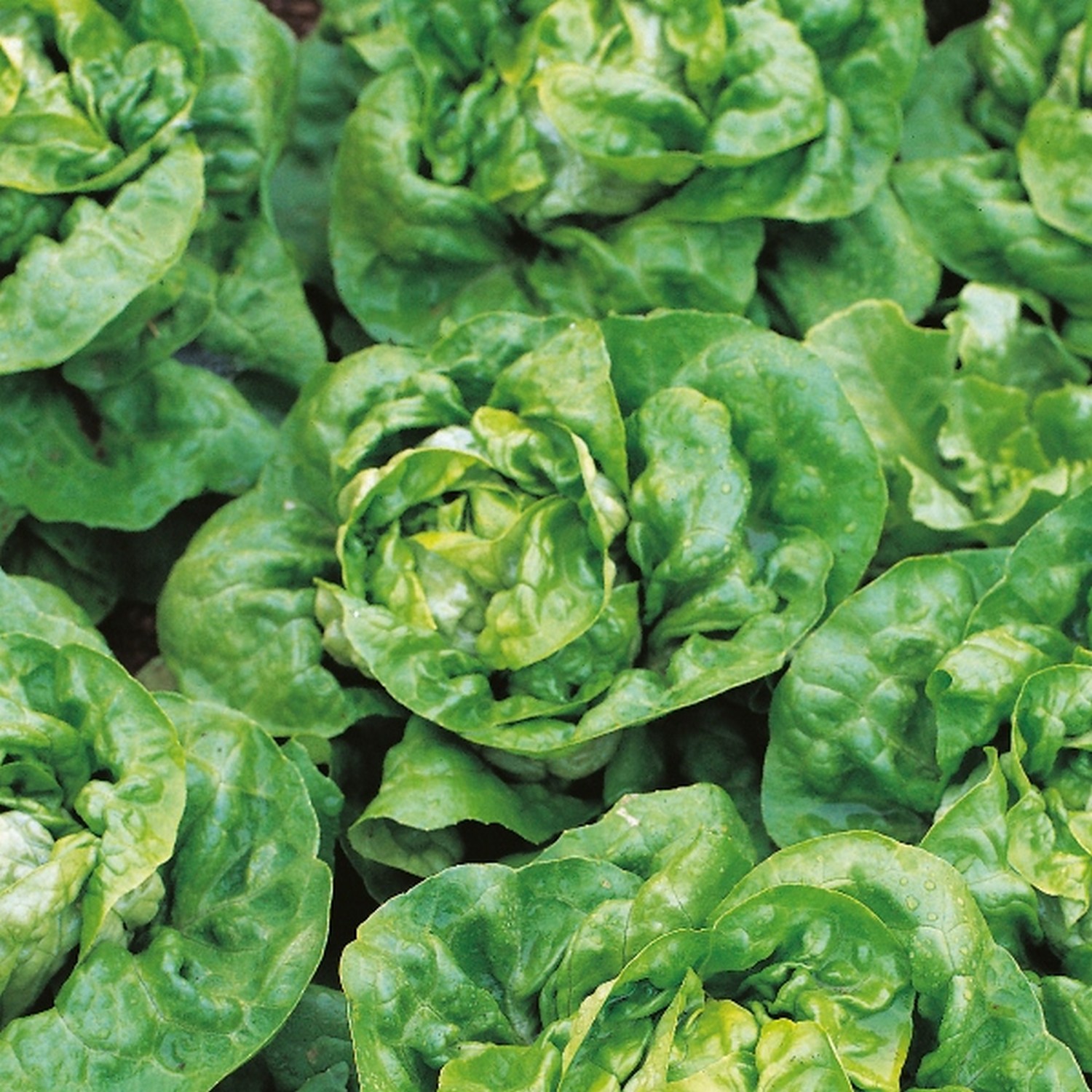 Kings Lettuce Arctic King Seeds Groves Nurseries And Garden Centre