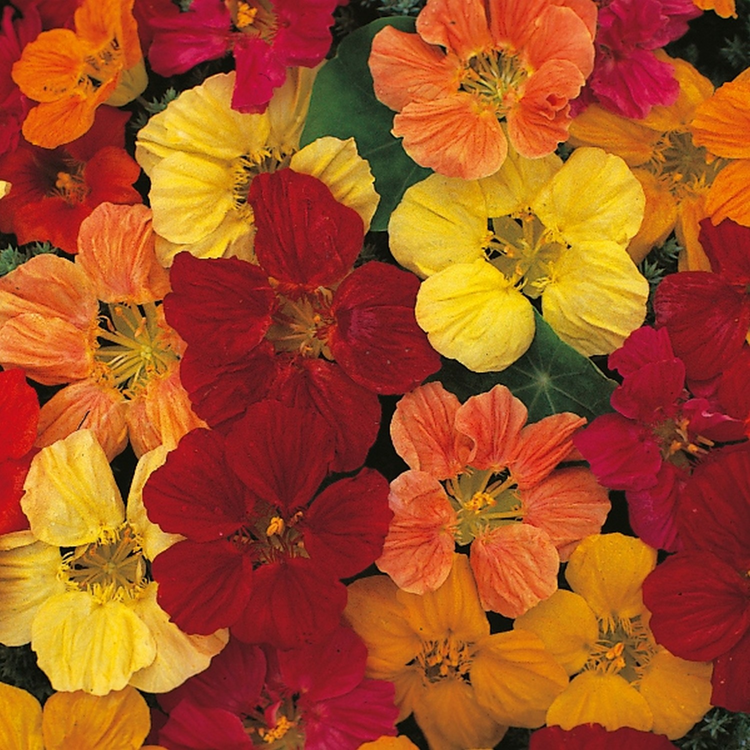 Nasturtium Tom Thumb Mixed - Groves Nurseries & Garden Centre