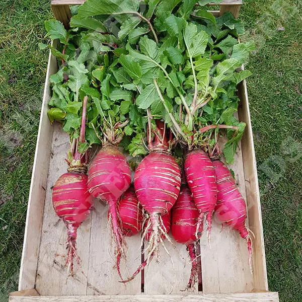 Kings Radish China Rose Seeds