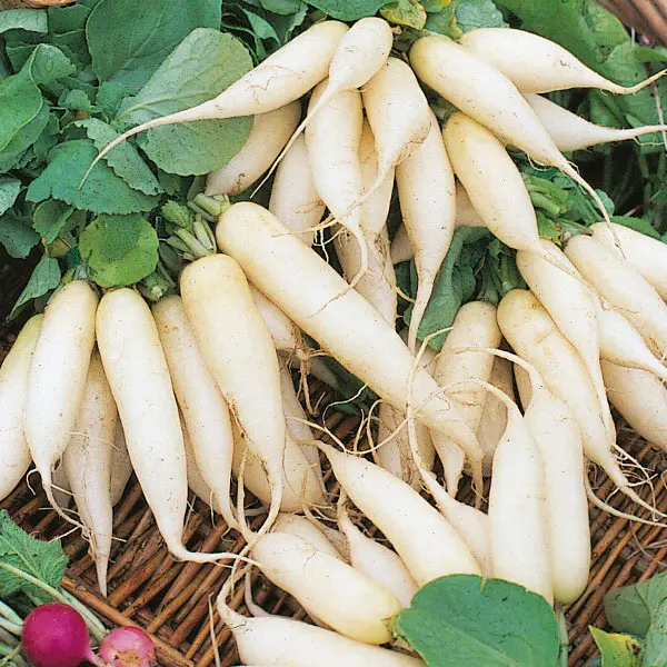 Kings Radish White Icicle Seeds