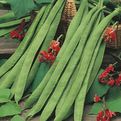 Runner Bean Benchmaster Seed