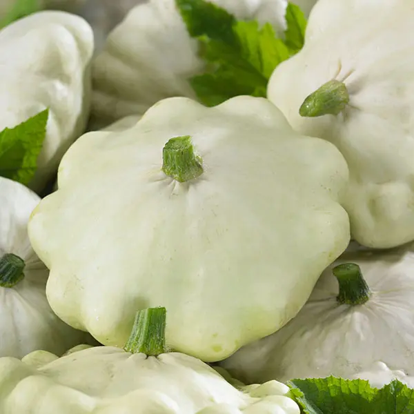 Kings Squash Patty Pan Custard White Seeds