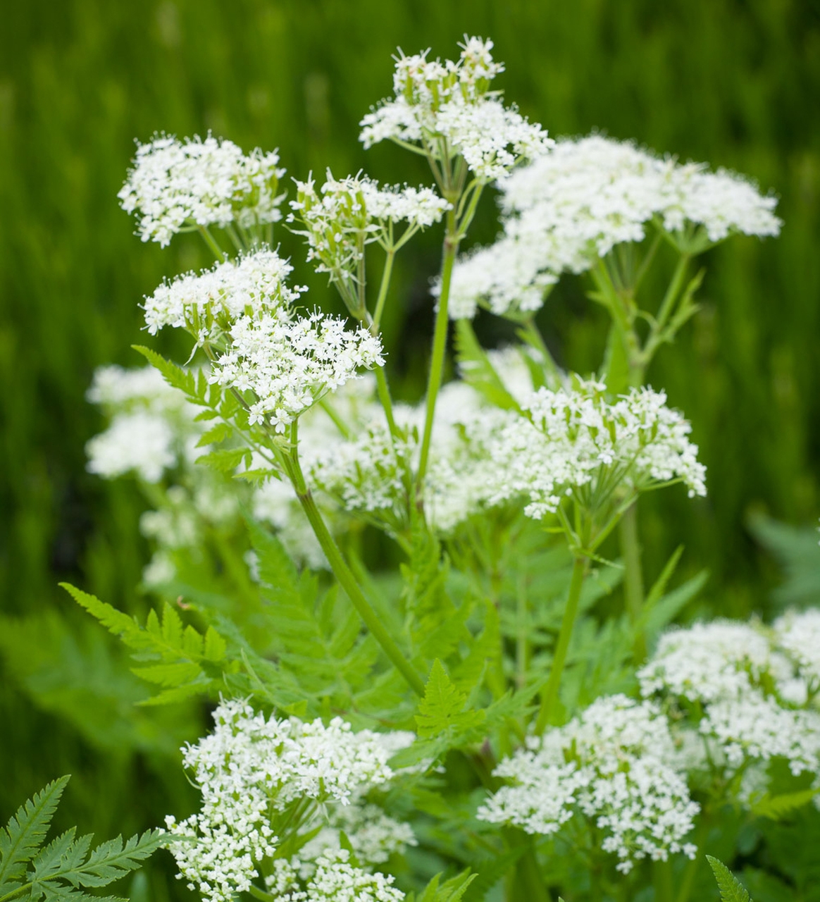 Kings Sweet Cicely Seeds - Groves Nurseries & Garden Centre