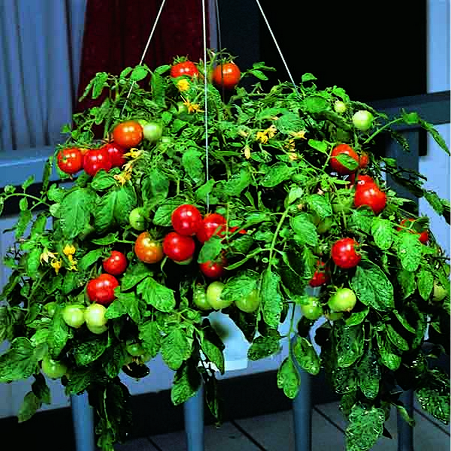 Kings Tomato Tumbler F1 Seeds Groves Nurseries & Garden Centre