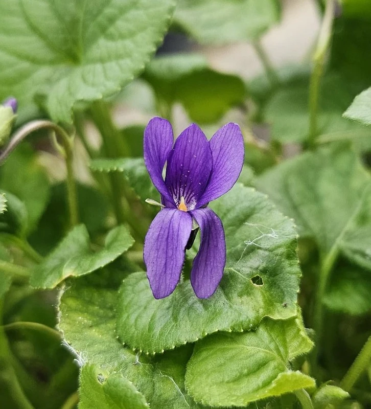 Lee Stork odorata Violet