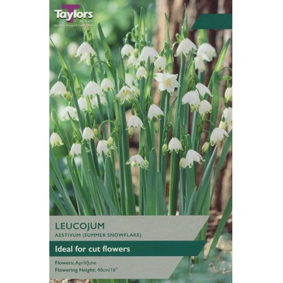 Taylors Leucojum Aestivum