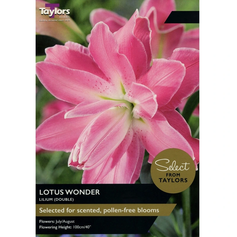 Taylors Select Lilium Lotus Wonder