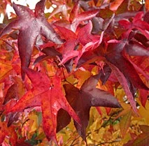 Liquidambar Lane Roberts