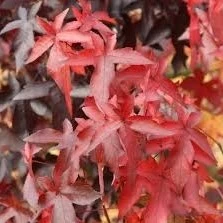 Liquidambar Styraciflua Worplesdon