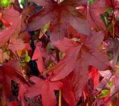 Liquidamber Slender Silhouette AGM