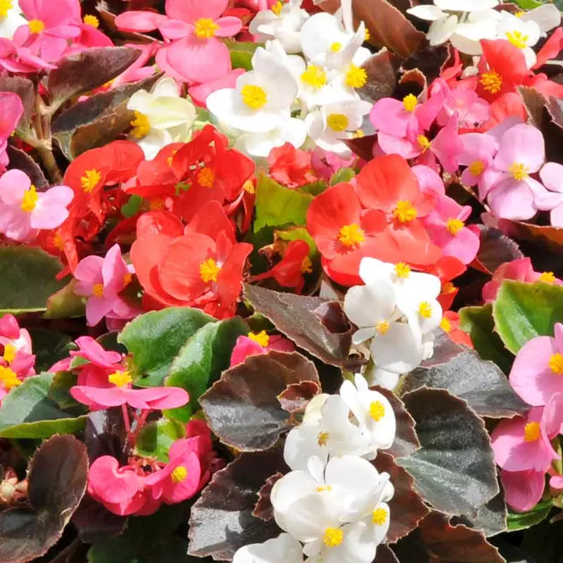 Loose Begonia (Price per Bulb)