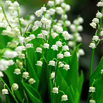 Loose Convallaria Majalis - Lily Of The Valley (Price per Bundle)