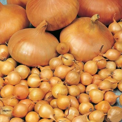 Loose Onion Sets Radar (Price Per Kg)