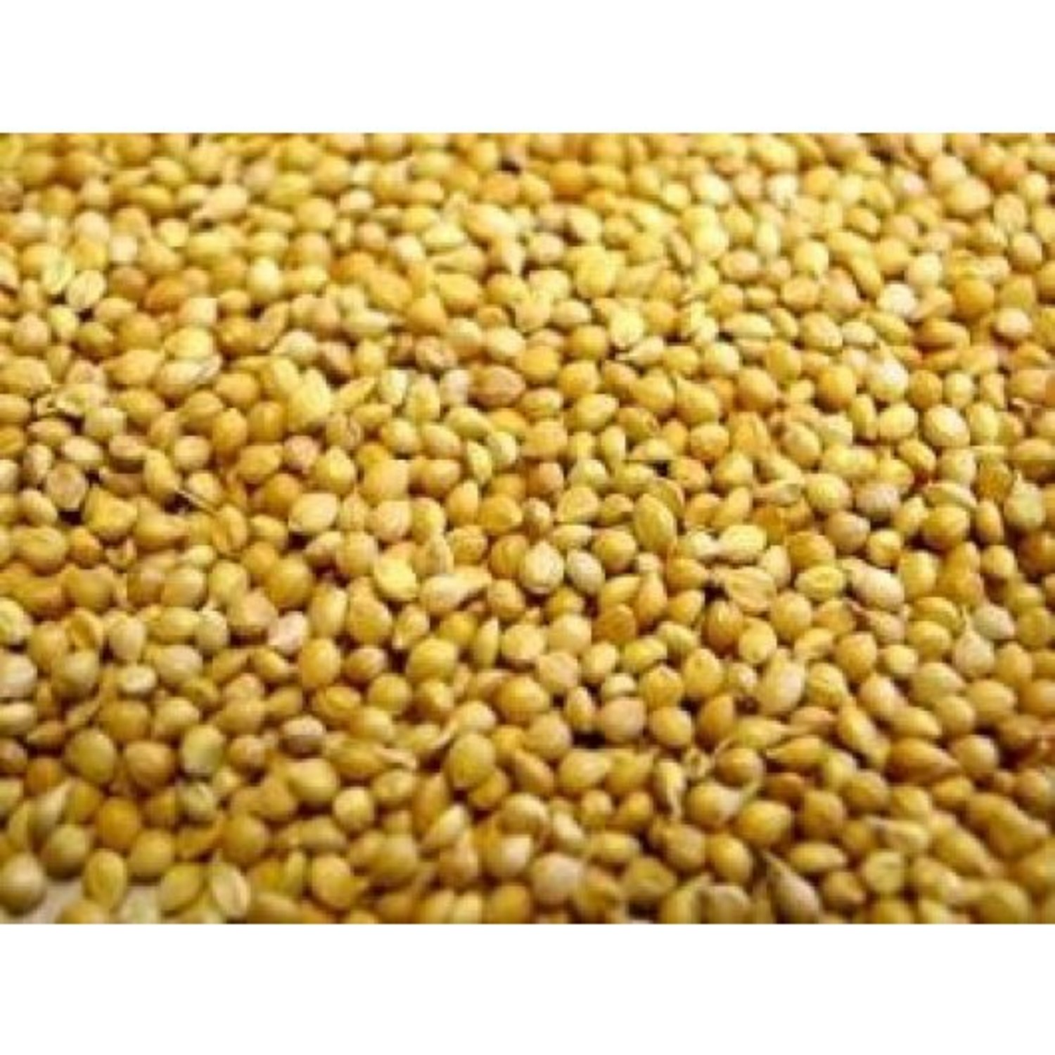 panicum-millet-loose-price-per-kg-groves-nurseries-garden-centre