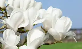 Magnolia denudata Double Diamond