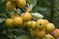 Malus Butterball