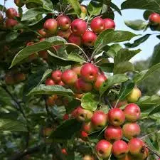 Malus Jelly King