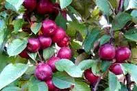 Malus Laura