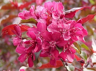 Malus Royalty