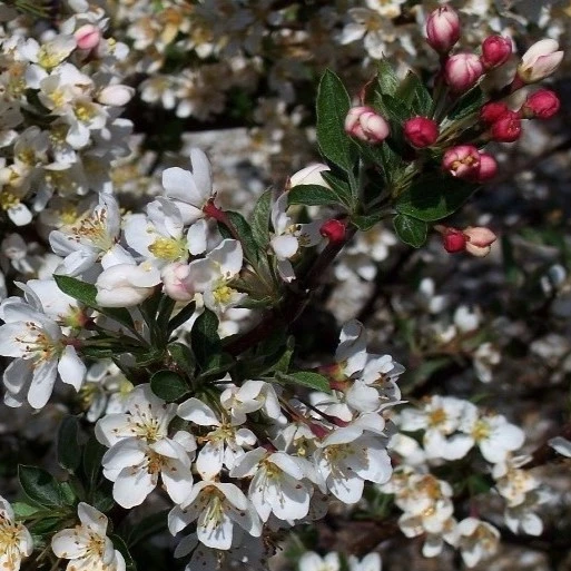 Malus sargentii Tina