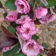 Malus Scarlet Brandywine