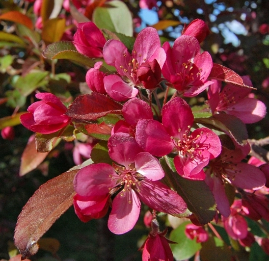 Malus toringo 'Freja'