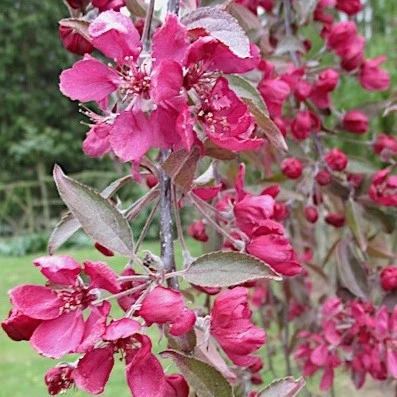 Malus x puprurea Crimson Cascade