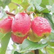 Malus x robusta Fruitilicious