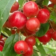 Malus x robusta Red Sentinel